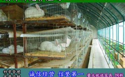 商丘睢县猫咪宠物市场:商丘睢县猫咪宠物市场在哪