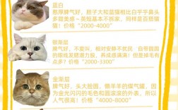 宠物猫价格2000，宠物猫价格一览表