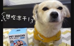 中华田园犬宠物零食推荐:中华田园犬适合吃什么食物