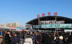 常平宠物市场买猫:常平宠物市场在哪