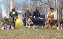 宠物西班牙獒犬价格:那里有西班牙獒犬幼犬出售