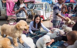 直播早市宠物市场:卖宠物直播