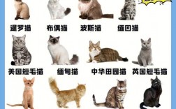 每种宠物猫价格:每种宠物猫价格一样吗