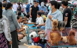 江苏宠物用品批发市场:江苏宠物狗市场