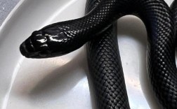 平价黑色宠物蛇价格，黑色宠物蛇品种