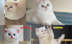 甘肃宠物市场买猫价格:兰州宠物猫价格