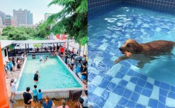 上海宠物游泳酒店价格多少:上海宠物度假村