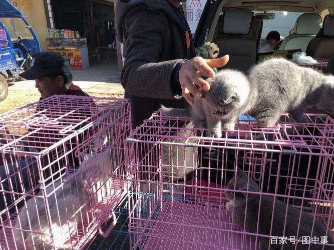 华凌宠物市场猫咪:华凌猫狗市场