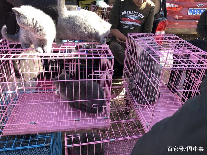 华凌宠物市场猫咪:华凌猫狗市场