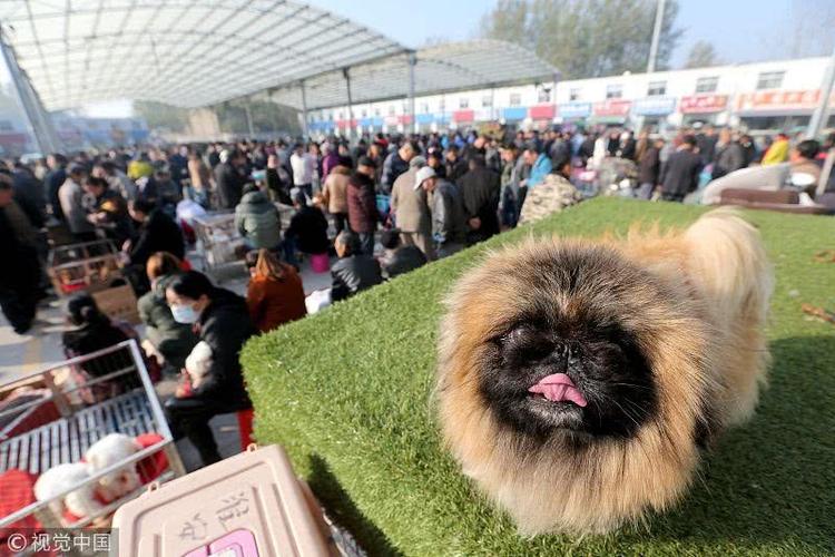 江苏宠物用品批发市场:江苏宠物狗市场