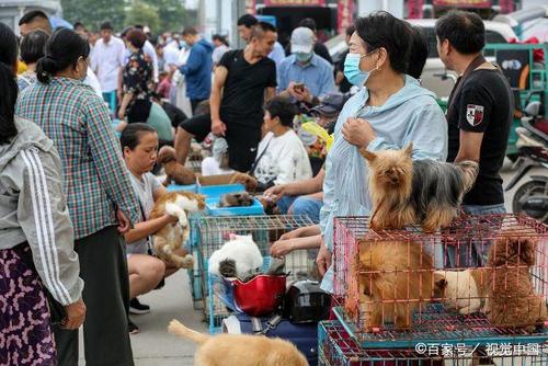 江苏宠物用品批发市场:江苏宠物狗市场