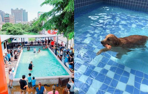 上海宠物游泳酒店价格多少:上海宠物度假村