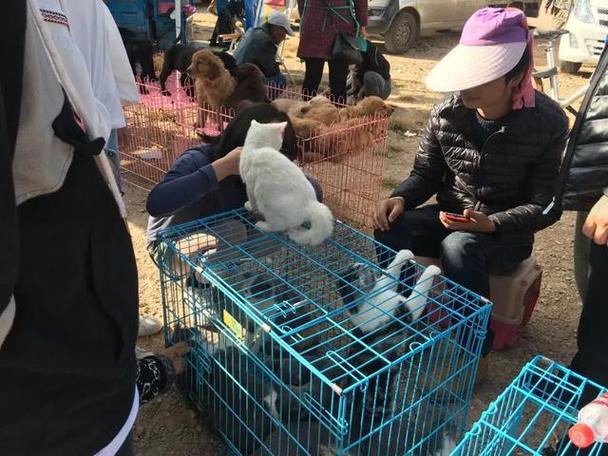 塘沽卖猫的宠物市场地址:塘沽卖猫的地方