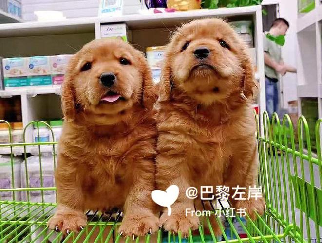 黄岩宠物店金毛犬价格:黄岩宠物狗市场在哪里