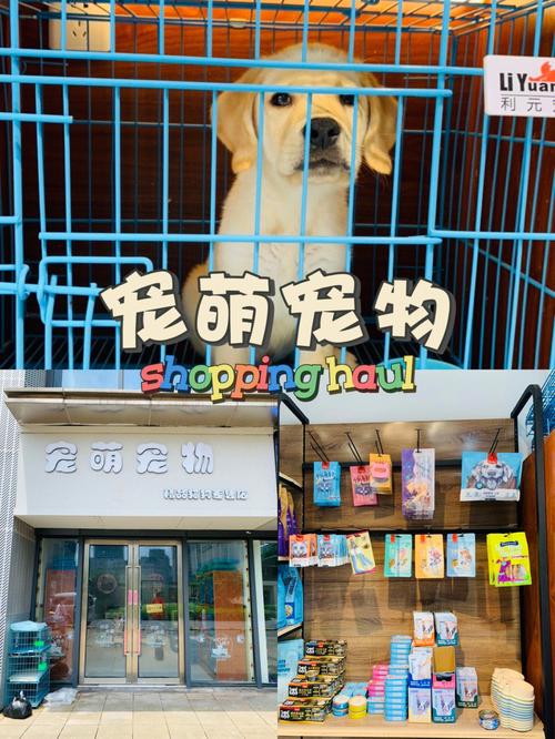 郫县宠物市场猫咪:郫县宠物店