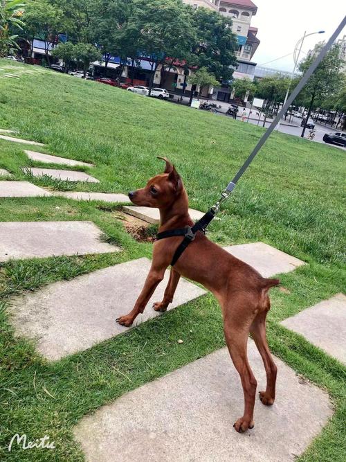 温江宠物市场鹿犬:温江宠物市场几点关门