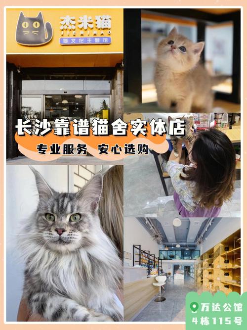 大庆宠物洗浴猫咪价格:大庆宠物店电话号码多少