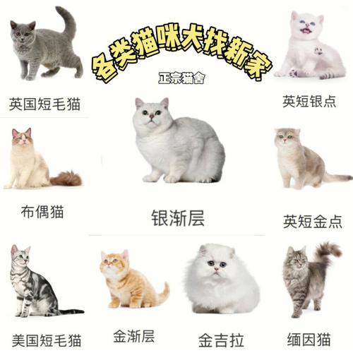 甘肃宠物市场买猫价格:兰州宠物猫价格