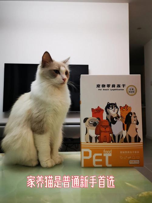 在宠物市场买大猫:宠物市场卖的猫健康吗