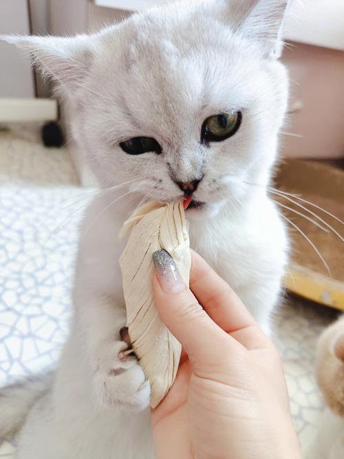 猫宠物零食怎么吃:猫咪零食怎么喂