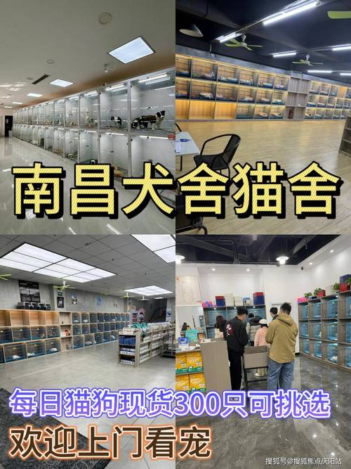 南昌宠物市场排名:南昌最大的宠物店