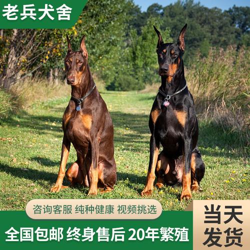 在宠物市场买杜宾犬，在宠物市场买杜宾犬可以吗