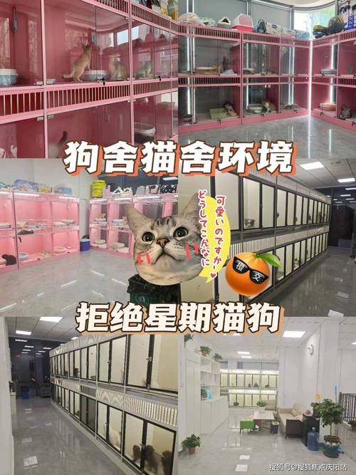 沈阳宠物市场买小宠物猫:沈阳宠物市场买小宠物猫多少钱