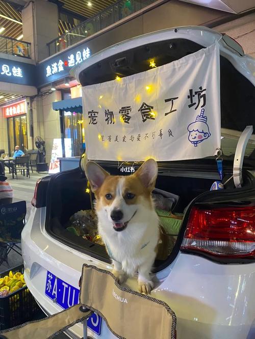 明星宠物零食摆摊:卖宠物零食