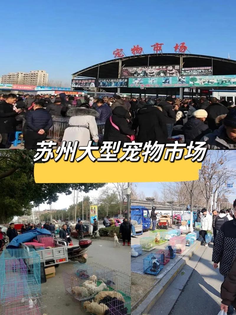 济宁市宠物市场，济宁市宠物市场在哪里