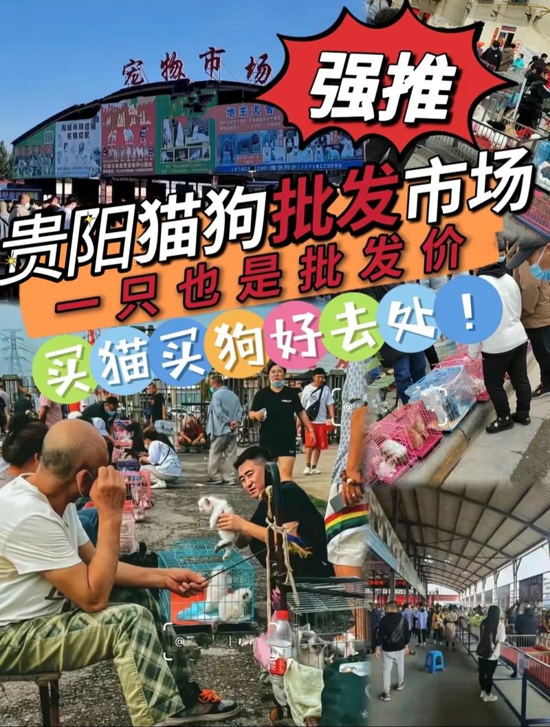 贵阳宠物市场地址，贵阳宠物市场地址在哪里