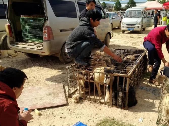 自贡宠物市场阿拉斯加:自贡狗市