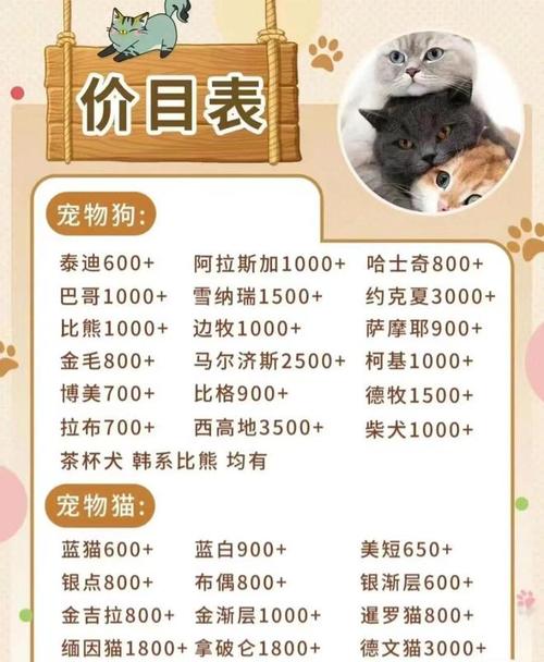 汕尾宠物猫价格，汕尾宠物猫价格表