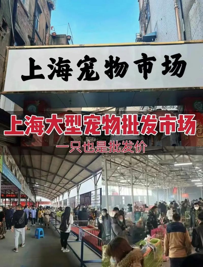 在上海哪里有宠物市场卖狗:上海哪有狗狗宠物市场