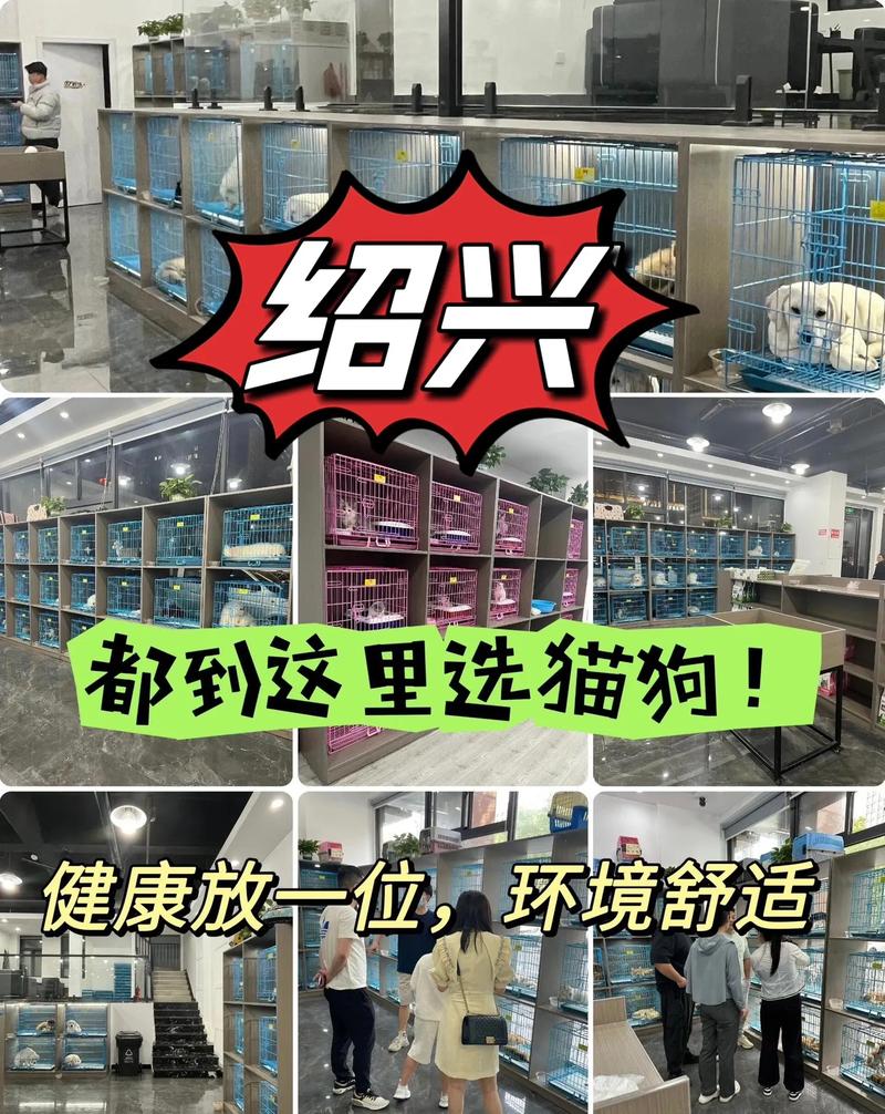 绍兴宠物用品直播:绍兴宠物网